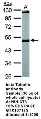 beta Tubulin antibody - Rabbit Polyclonal - ICC/IF, WB - 100µl, GeneTex