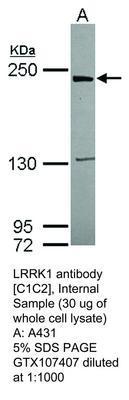 LRRK1 antibody [C1C2], Internal, GeneTex