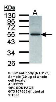 IP6K2 antibody [N1C1-2], GeneTex