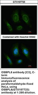 OSBPL6 antibody [C3], C-term, GeneTex