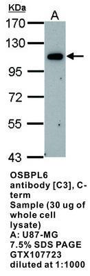 OSBPL6 antibody [C3], C-term, GeneTex