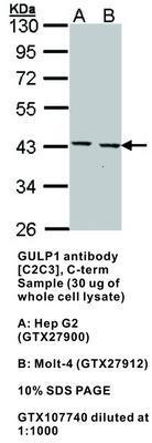 GULP1 antibody [C2C3], C-term, GeneTex