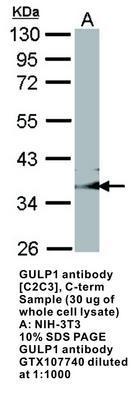 GULP1 antibody [C2C3], C-term, GeneTex