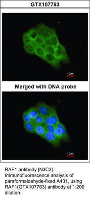 RAF1 antibody [N3C3], GeneTex