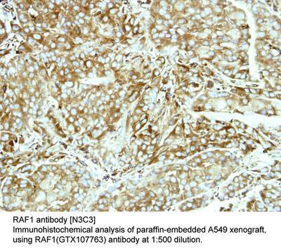 RAF1 antibody [N3C3], GeneTex