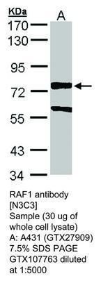 RAF1 antibody [N3C3], GeneTex