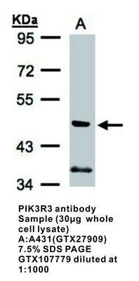 PIK3R3 antibody [N3C3], GeneTex