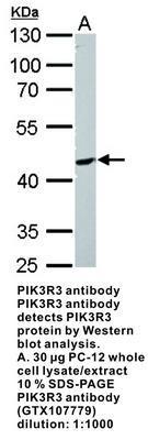 PIK3R3 antibody [N3C3], GeneTex