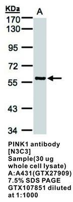 PINK1 antibody [N3C3], GeneTex