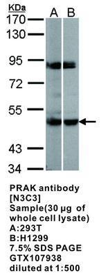 PRAK antibody [N3C3], GeneTex