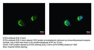 ETEA antibody [C3], C-term, GeneTex