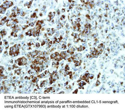 ETEA antibody [C3], C-term, GeneTex