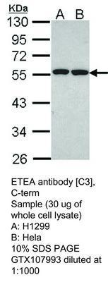 ETEA antibody [C3], C-term, GeneTex