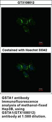 GSTA1 antibody - Rabbit Polyclonal - ICC/IF, IHC-P, WB - 100µl, GeneTex