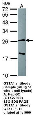 GSTA1 antibody - Rabbit Polyclonal - ICC/IF, IHC-P, WB - 100µl, GeneTex