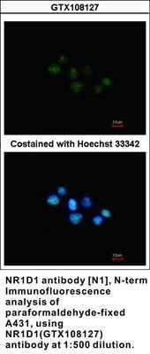 NR1D1 antibody [N1], N-term, GeneTex