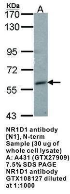 NR1D1 antibody [N1], N-term, GeneTex