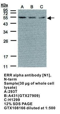 ERR alpha antibody [N1], N-term, GeneTex