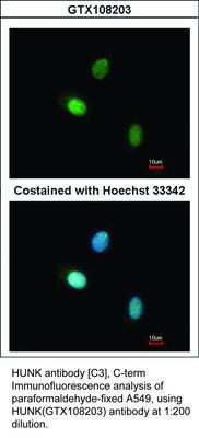 HUNK antibody [C3], C-term, GeneTex