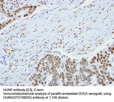 HUNK antibody [C3], C-term, GeneTex