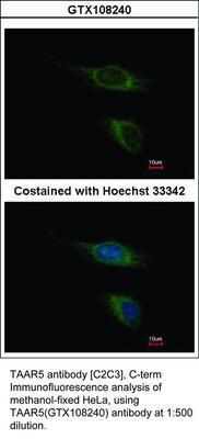 TAAR5 antibody [C2C3], C-term, GeneTex