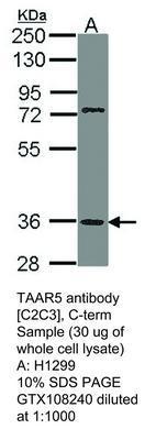 TAAR5 antibody [C2C3], C-term, GeneTex