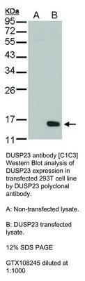 DUSP23 antibody [C1C3], GeneTex