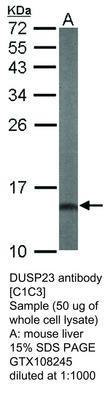 DUSP23 antibody [C1C3], GeneTex