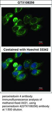 peroxiredoxin 4 antibody, GeneTex