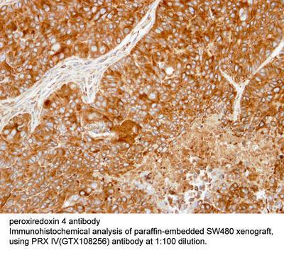 peroxiredoxin 4 antibody, GeneTex