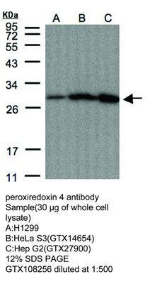 peroxiredoxin 4 antibody, GeneTex