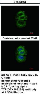 alpha TTP antibody [C2C3], C-term, GeneTex