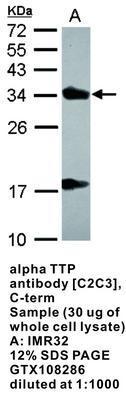 alpha TTP antibody [C2C3], C-term, GeneTex