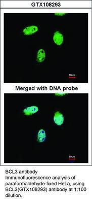 BCL3 antibody, GeneTex