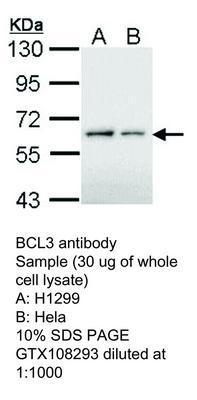 BCL3 antibody, GeneTex