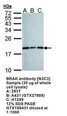 BRAK antibody [N3C3], GeneTex