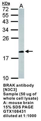 BRAK antibody [N3C3], GeneTex