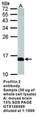 Profilin 2 antibody - 100µl, GeneTex