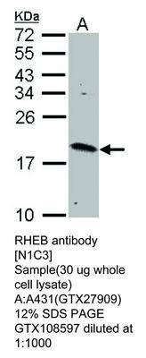 RHEB antibody [N1C3], GeneTex