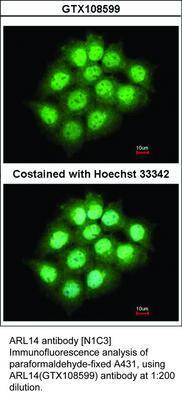 ARL14 antibody [N1C3], GeneTex