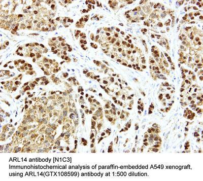 ARL14 antibody [N1C3], GeneTex