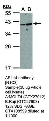 ARL14 antibody [N1C3], GeneTex