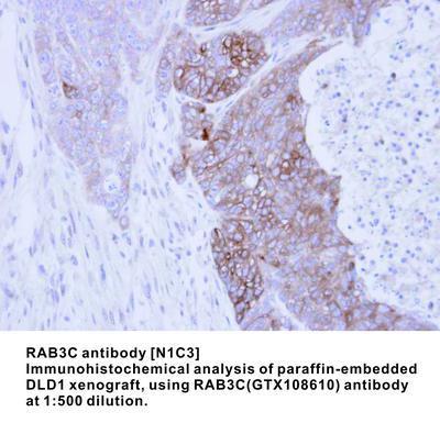 RAB3C antibody [N1C3], GeneTex