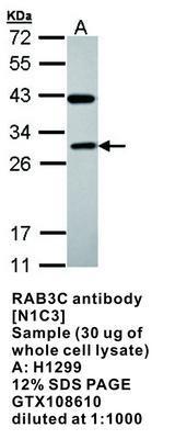 RAB3C antibody [N1C3], GeneTex