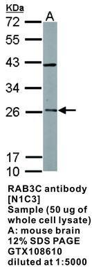 RAB3C antibody [N1C3], GeneTex