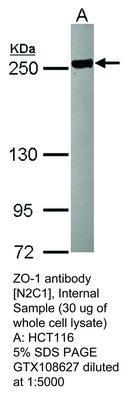 ZO-1 antibody [N2C1], Internal, GeneTex