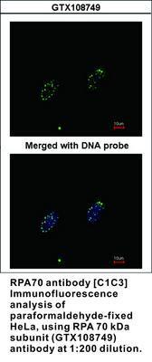 RPA70 antibody [C1C3], GeneTex