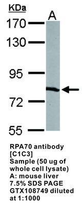 RPA70 antibody [C1C3], GeneTex