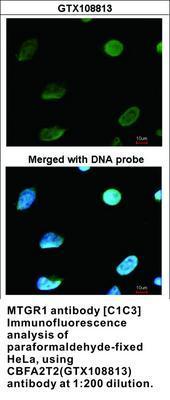 MTGR1 antibody [C1C3], GeneTex