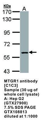 MTGR1 antibody [C1C3], GeneTex